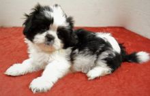 gorgeous shih tzu puppies for adoption