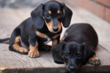 Home Raised DACHSHUND Puppies Ready