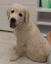 Male and Female Golden Retriever Puppies Available