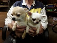 Miniature chihuahua puppies for sale at giveaway price.