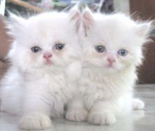 Persian kittens with all documents.