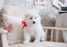 Purebred Samoyed Puppies for Adoption