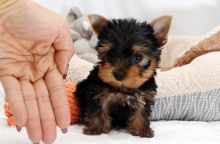 Registered Yorkshire Puppies For Re-Homing