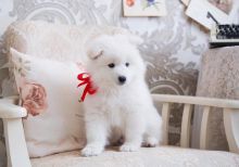 Samoyed Puppies for Adoption