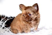 Stuning Chihuahua puppies