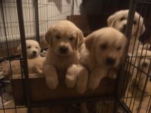 Super Outstanding Golden Retriever Puppies* rhinatarnja@gmail.com