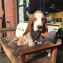 Sweet and Lovely Basset Hound Puppies For Adoption..