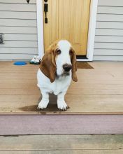 Sweet and Lovely Basset Hound Puppies For Adoption..