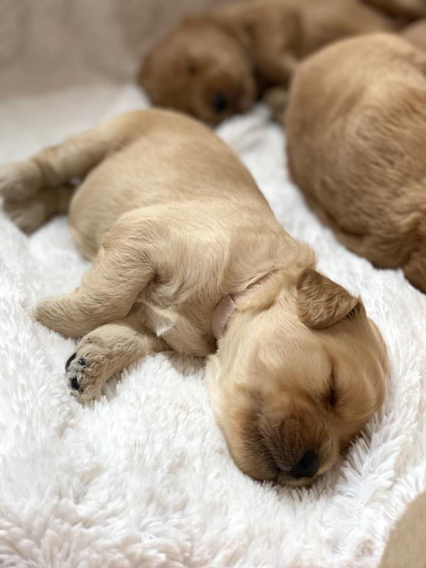 Adorable Labradoodle Puppies Image eClassifieds4u