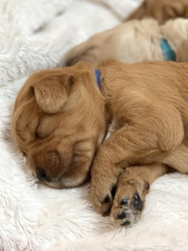 Adorable Labradoodle Puppies Image eClassifieds4u