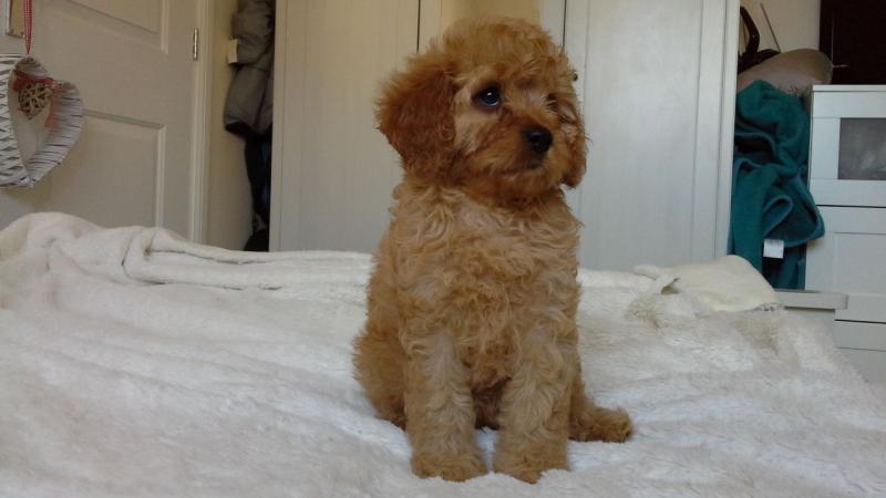 Adorable outstanding Cavapoo puppies Image eClassifieds4u