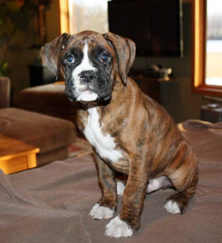 AKC Boxer Puppies Image eClassifieds4u