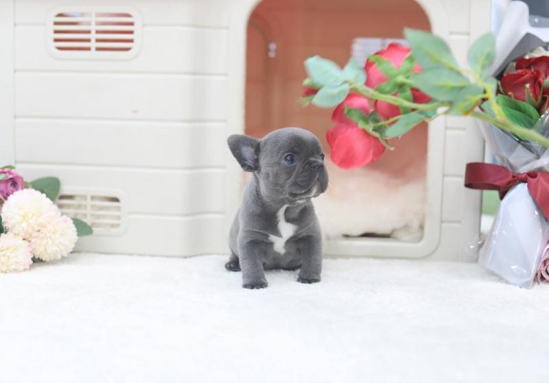 AKC quality French Bulldog Puppy for free adoption!!! Image eClassifieds4u