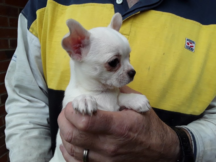 All round good chihuahua puppies for you sale. Image eClassifieds4u