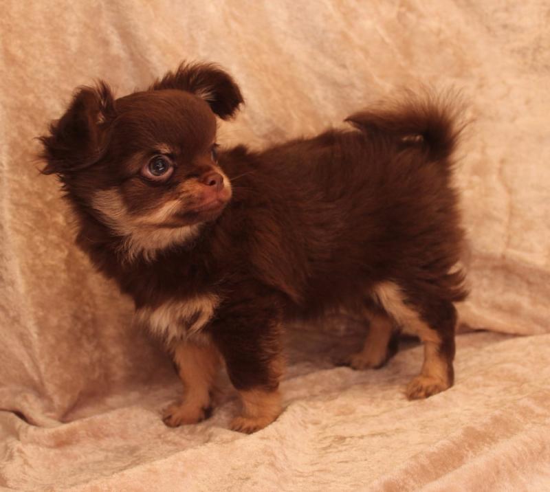 Beutifull Chihuahua Puppies for Rehoming Image eClassifieds4u