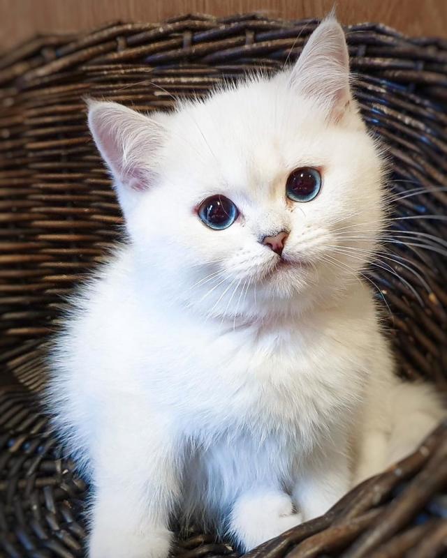 Cool and amzing of all British shorthair kittens[*] Image eClassifieds4u