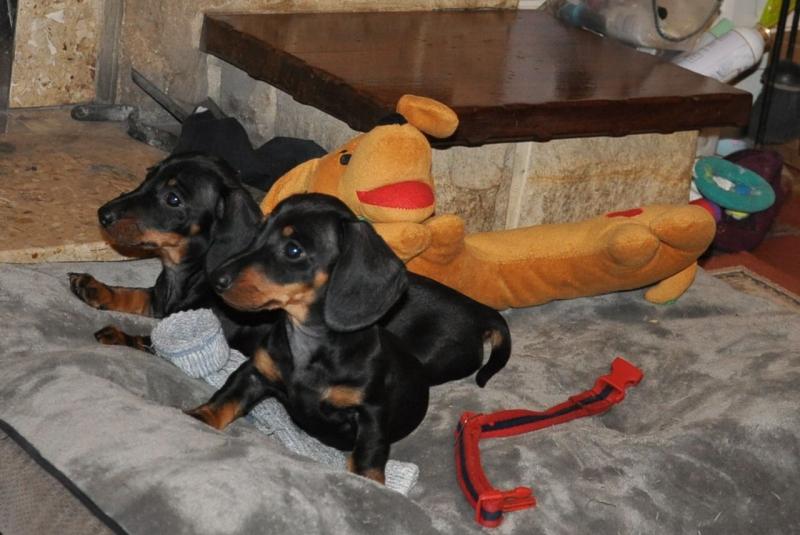 Dachshund Females and Males Image eClassifieds4u