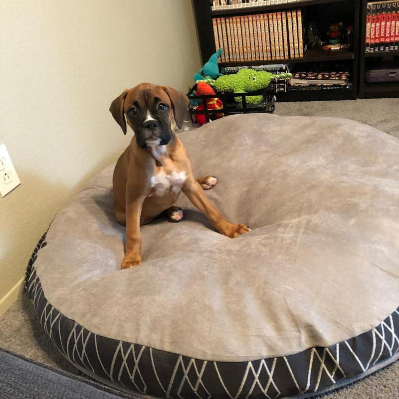 Free Boxer Pups Image eClassifieds4u