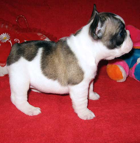French Bulldog puppies Image eClassifieds4u