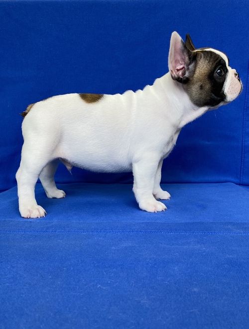 French Bulldog puppies Image eClassifieds4u