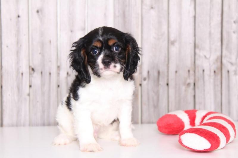 Good Looking er Spaniel Puppies For Adoption. Image eClassifieds4u