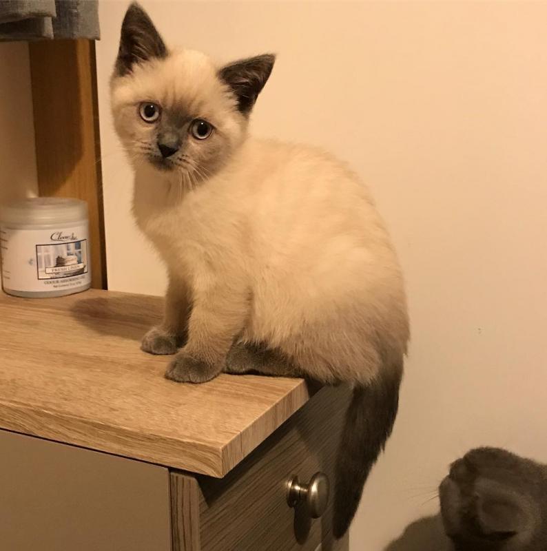 gorgeous male and female British shorthair kittens Image eClassifieds4u