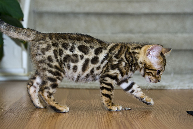 Intelligent acting bengal kittens. Image eClassifieds4u