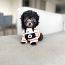 *Adorable Toy Poodle Ready Now* Image eClassifieds4u 3