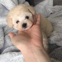 *Adorable Toy Poodle Ready Now* Image eClassifieds4u 4