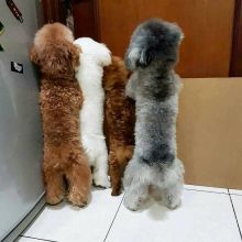 *Adorable Toy Poodle Ready Now* Image eClassifieds4u 1