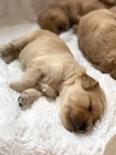 Adorable Labradoodle Puppies Image eClassifieds4u 2