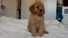 Adorable outstanding Cavapoo puppies Image eClassifieds4U