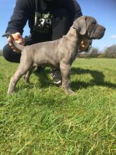 Awesome Cane Corso Puppies Image eClassifieds4U