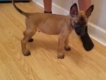 Belgian malinois puppies for adoption Image eClassifieds4U