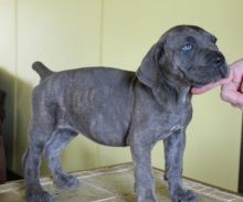 Cane Corso puppies available Image eClassifieds4U