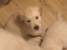 Golden Retriever Puppies Available for adoption[rhinatarnja@gmail.com] Image eClassifieds4U