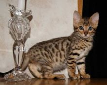 Intelligent acting bengal kittens. Image eClassifieds4u 1