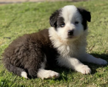 Purebred Border collie puppies Available Image eClassifieds4u 2