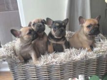 Purebred mop puppies are ready to go *Friendly** Image eClassifieds4u 2