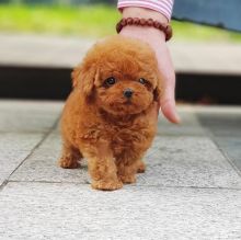 TOY POODLE PUPPIES Image eClassifieds4U