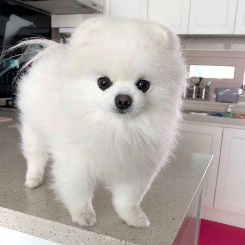 Magnificient pomeranian babies. Image eClassifieds4u