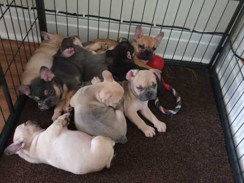 Purebred mop puppies are ready to go *Friendly** Image eClassifieds4u