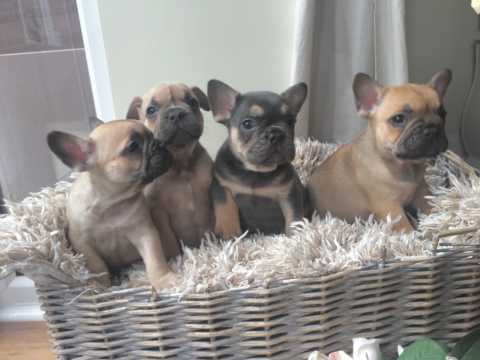 Purebred mop puppies are ready to go *Friendly** Image eClassifieds4u