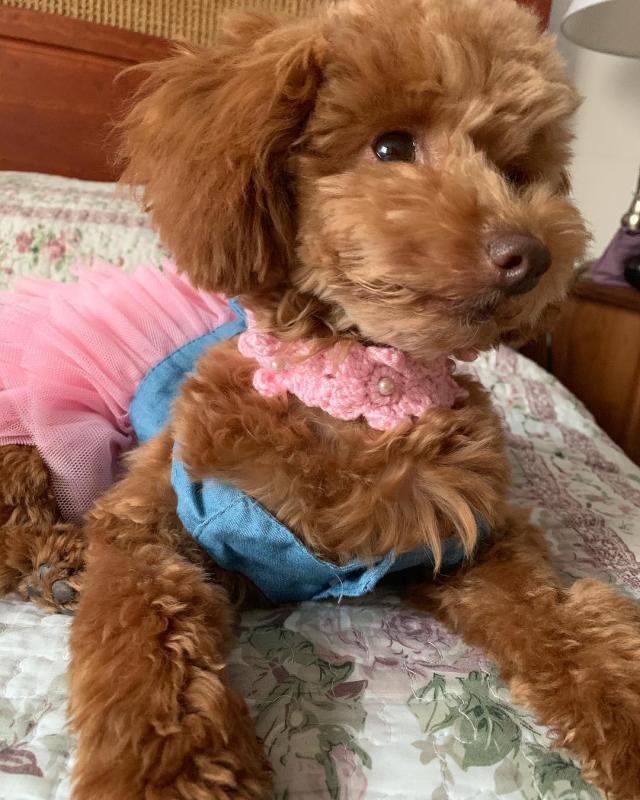 Purebred Poodle Puppies Image eClassifieds4u