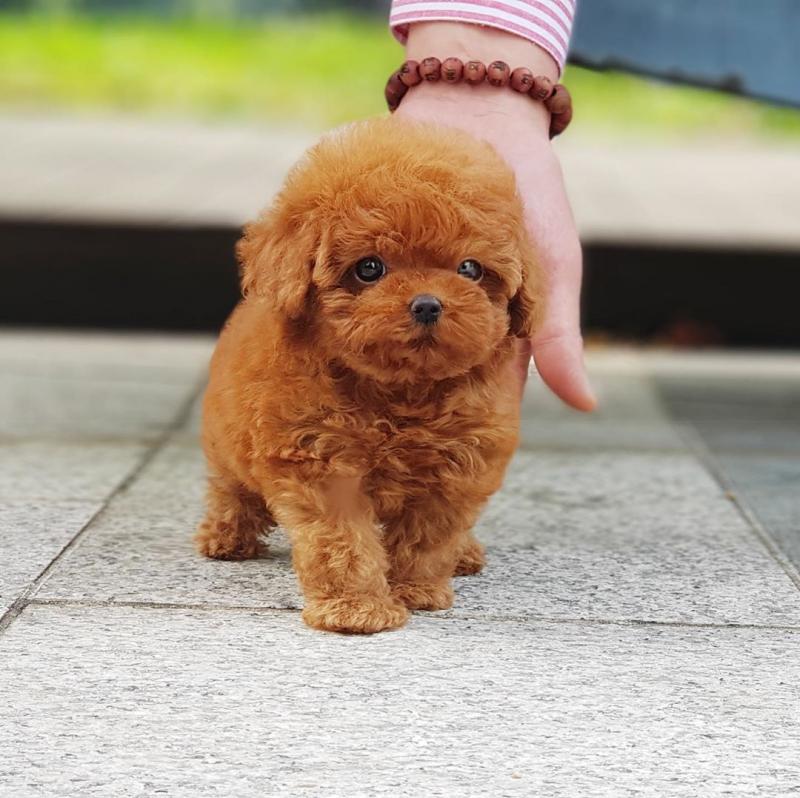 TOY POODLE PUPPIES Image eClassifieds4u