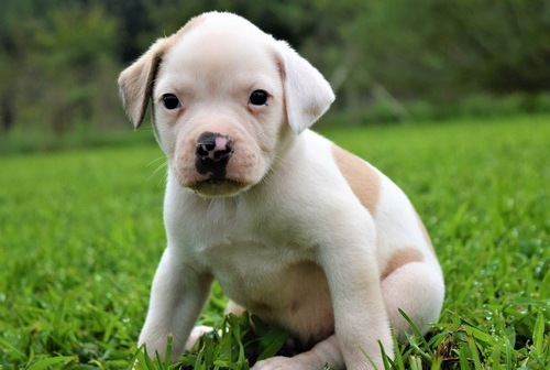 Well Trained American Bully Puppies Image eClassifieds4u
