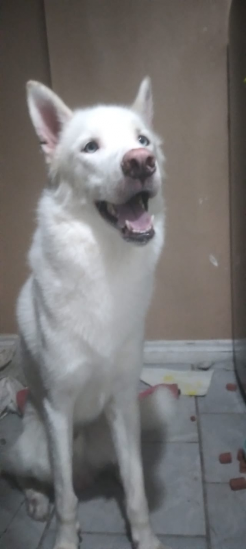 white husky withy blue eyes Image eClassifieds4u