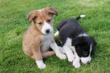 Adorable Border Collie pups
