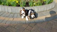 Amazing Male and female basset hound puppies for adoption