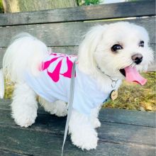 Amazing maltese puppies for sale AKC vet check